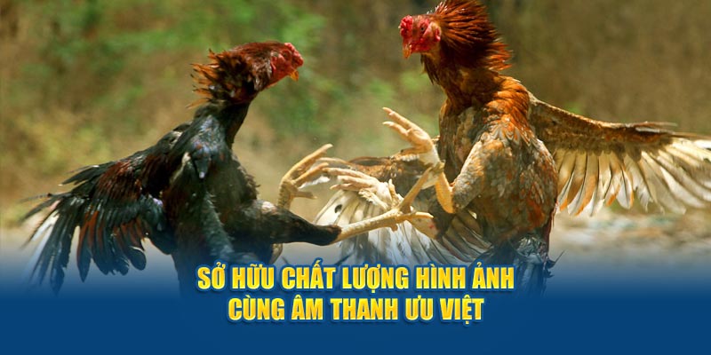 Đá Gà Campuchia - Trải Nghiệm Phút Giây Nghẹt Thở Tại Jun88 4 Sở hữu chất lượng hình ảnh cùng âm thanh ưu việt